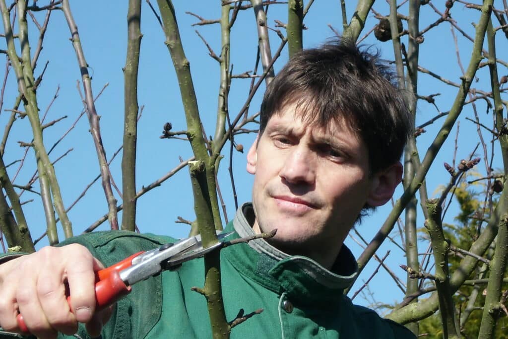Thorsten Zillman steht in einer Baumkrone und schneidet gezielt Äste zurück