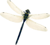 Eine Nahaufnahme einer Libelle mit transparenten, hellen Flügeln und einem langen, dunklen Körper vor einem schlichten, hellen Hintergrund - ein inspirierender Anblick für jeden Liebhaber von Gartengestaltung oder Garten- und Landschaftsbau.