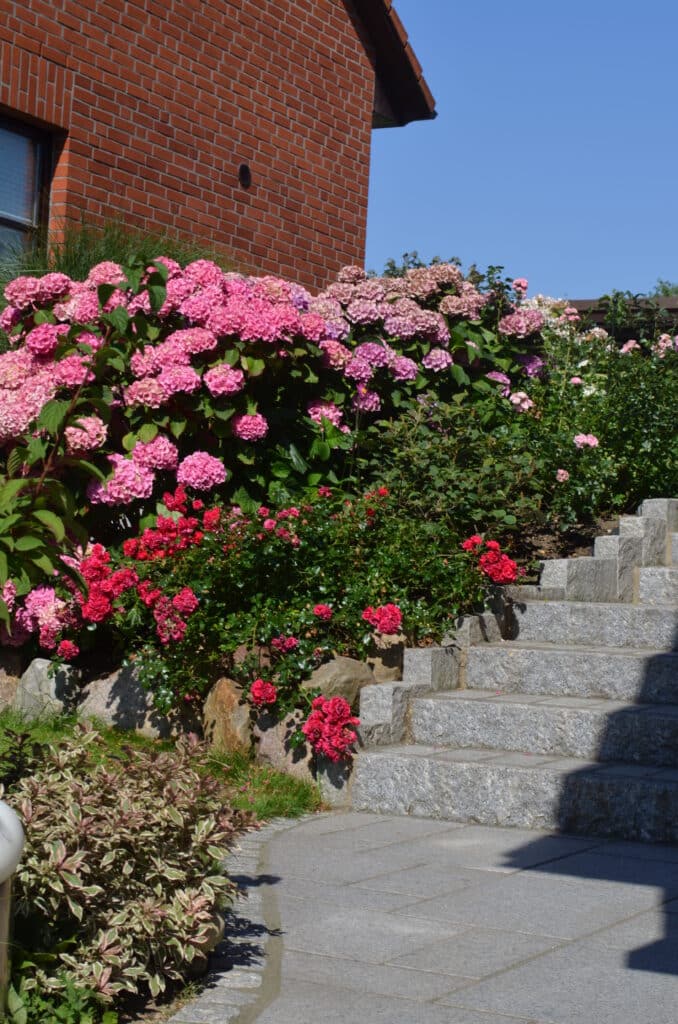 Eine Steintreppe neben einem Garten voller blühender rosafarbener und roter Hortensien und Rosen, daneben ein Backsteinhaus unter strahlend blauem Himmel - eine inspirierende Szene für Design-Referenzen.