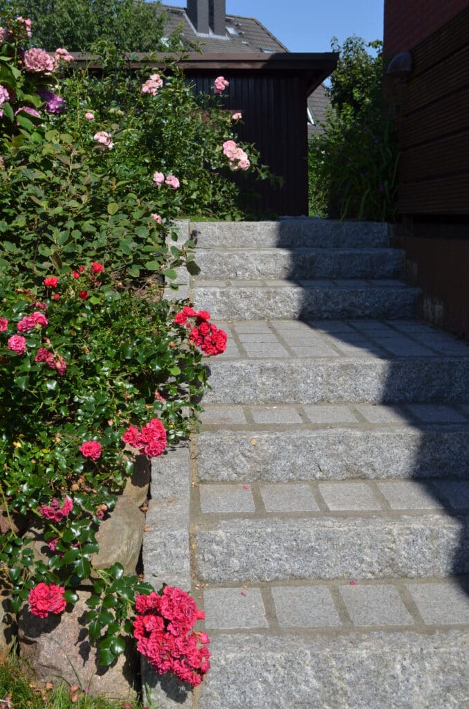 Zwischen zwei Gebäuden führen an einem sonnigen Tag steinerne Stufen hinauf, die von blühenden rosafarbenen und roten Rosen gesäumt sind. Ihre Schönheit bietet schöne Referenzen an klassische Gartenwege, deren Schatten die Stufen teilweise verdeckt.