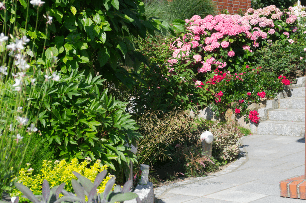 Ein Gartenweg schlängelt sich über steinerne Stufen, gesäumt von üppigem Grün, blühenden rosa und roten Blumen und Sträuchern im hellen Sonnenlicht - eine inspirierende Szene, die sich perfekt für Design-Referenzen eignet.